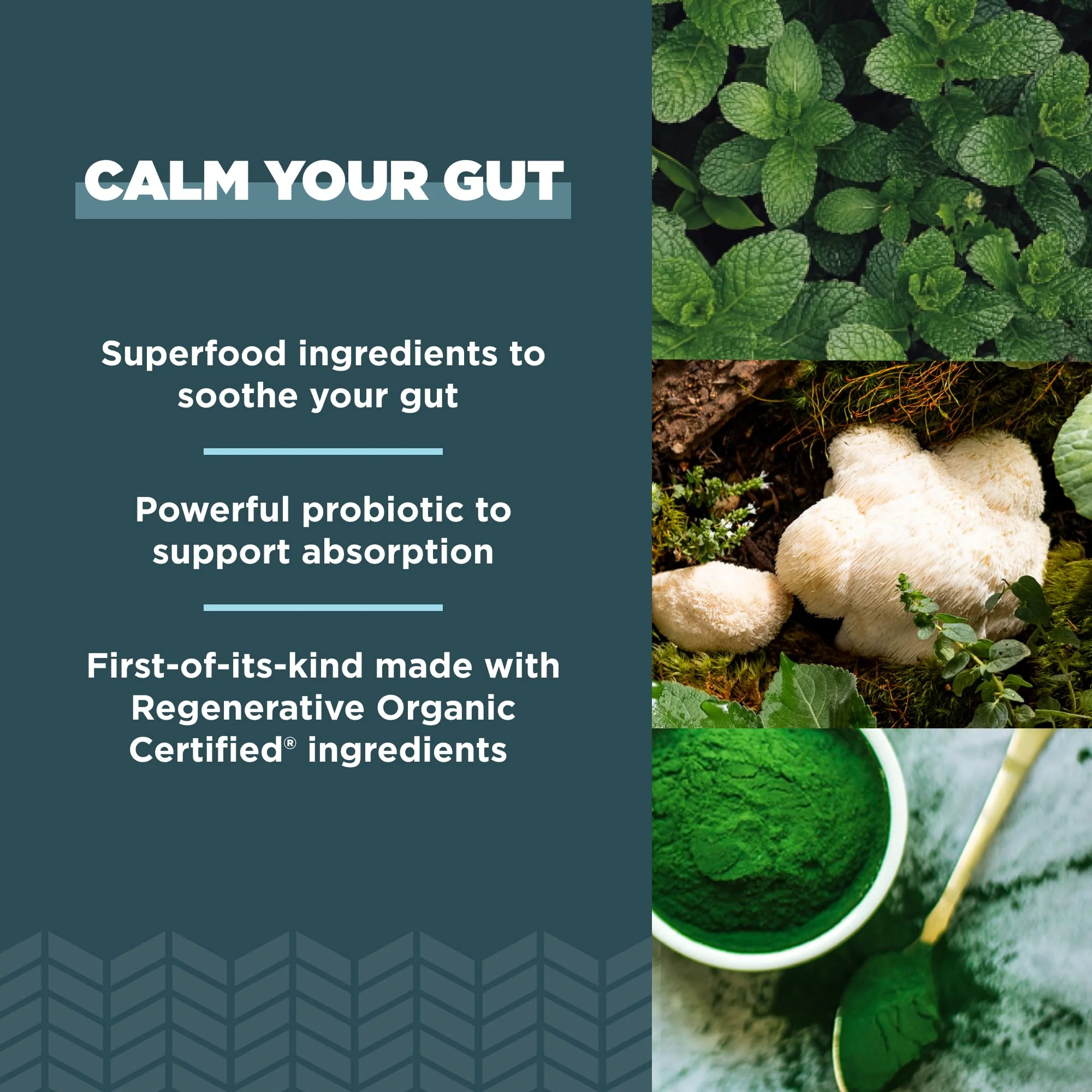 Ancient Nutrition Gut Health Supplement, Regenerative Organic Certified Leaky Gut Capsules, Formulated with Lion’s Mane, Fermented Licorice Root and Spearmint, Gluten Free, Paleo and Keto Friendly, 90 - Image 5