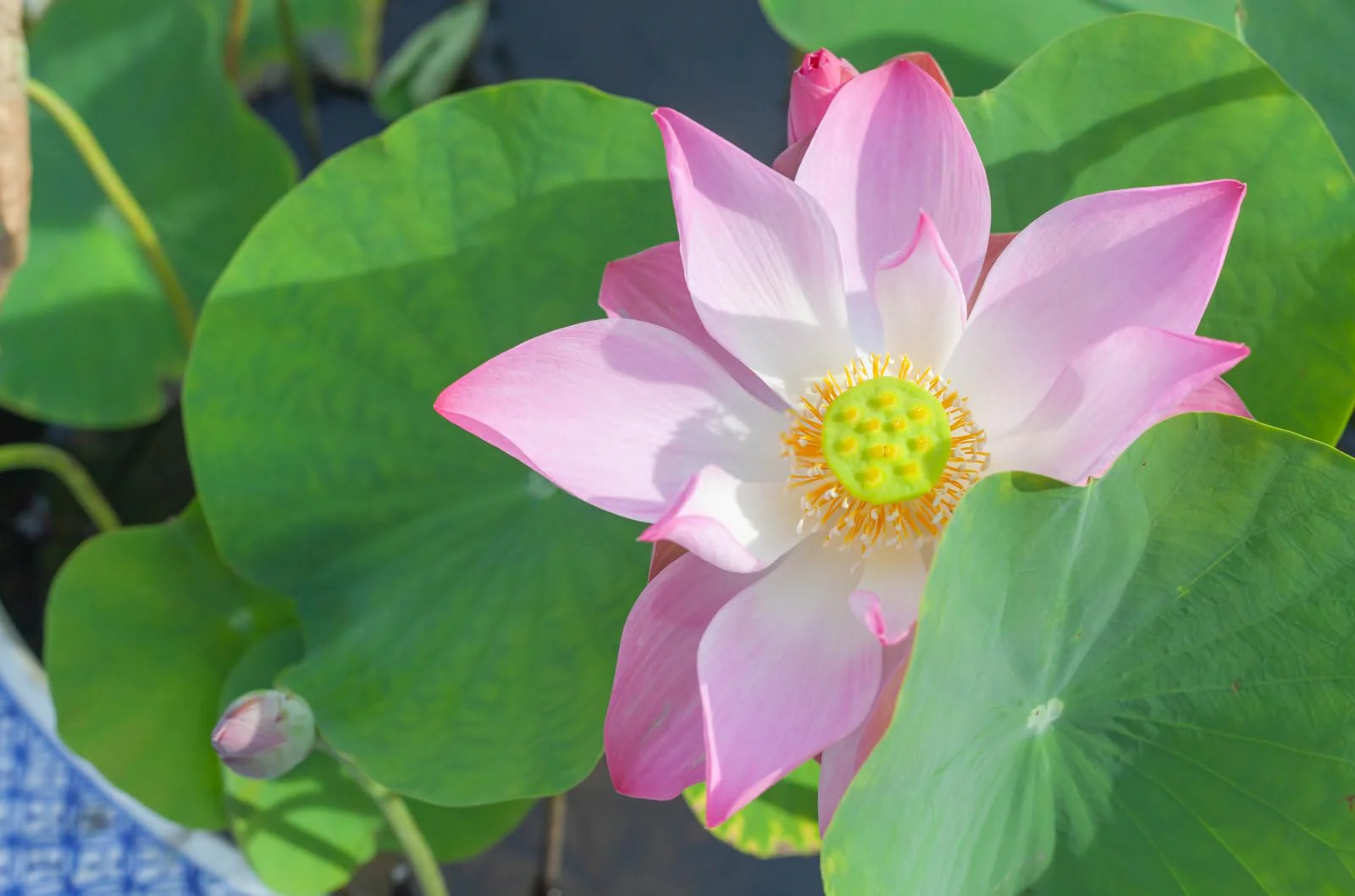 Breoudo 40Pcs Mixed Bowl Lotus Seeds for Planting, Non-GMO Lotus Flower Seeds, High Germination Rate Water Lily Seeds for Planting Home, Garden, Indoor, Outdoor - Image 2