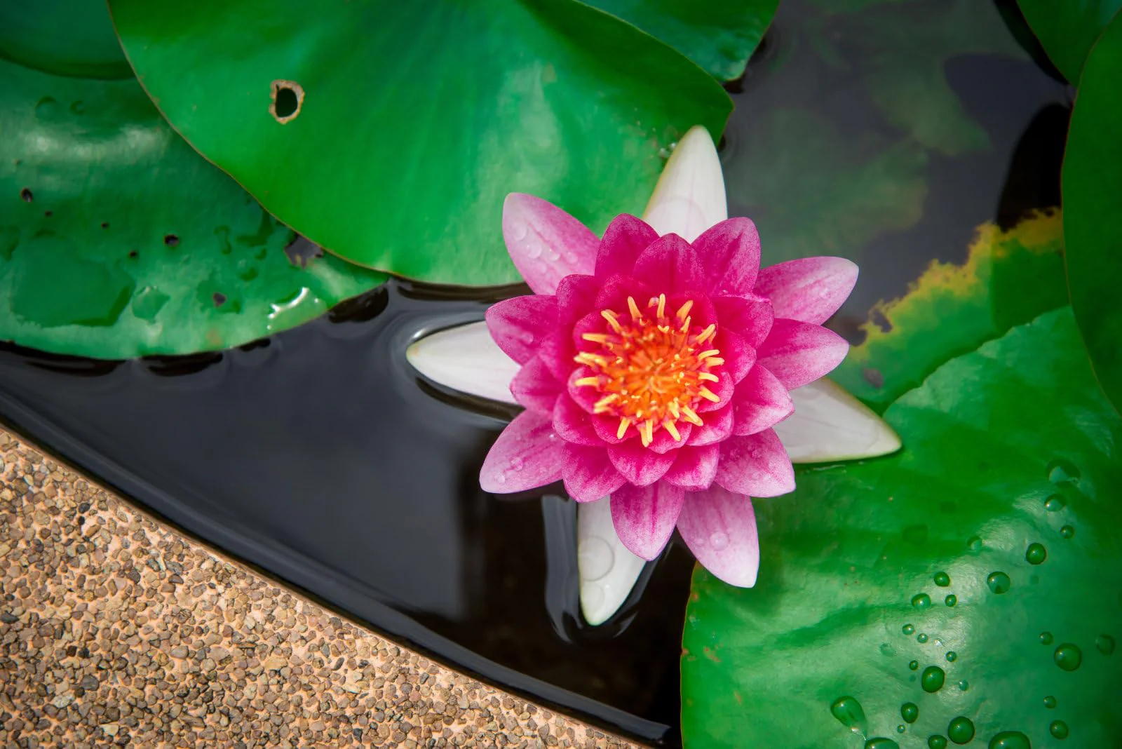 Breoudo 40Pcs Mixed Bowl Lotus Seeds for Planting, Non-GMO Lotus Flower Seeds, High Germination Rate Water Lily Seeds for Planting Home, Garden, Indoor, Outdoor - Image 3