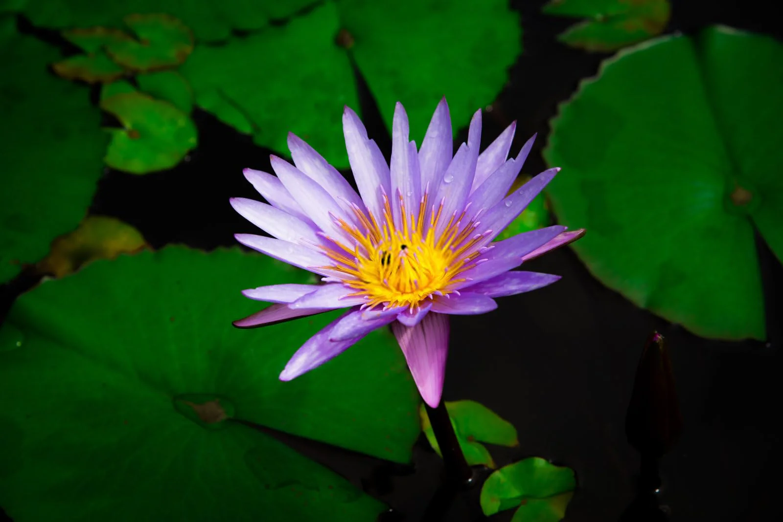 Breoudo 40Pcs Mixed Bowl Lotus Seeds for Planting, Non-GMO Lotus Flower Seeds, High Germination Rate Water Lily Seeds for Planting Home, Garden, Indoor, Outdoor - Image 4