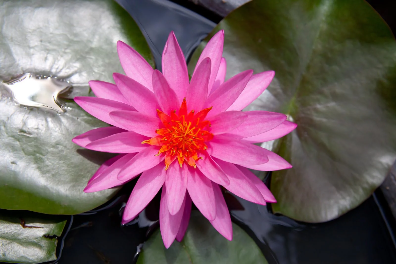 Breoudo 40Pcs Mixed Bowl Lotus Seeds for Planting, Non-GMO Lotus Flower Seeds, High Germination Rate Water Lily Seeds for Planting Home, Garden, Indoor, Outdoor - Image 5