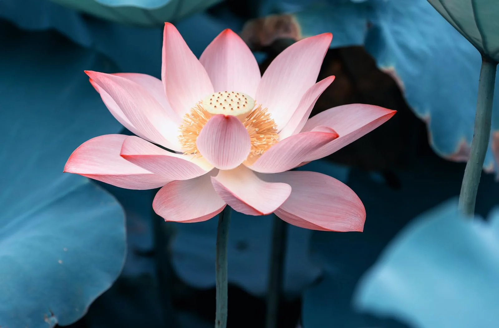 Breoudo 40Pcs Mixed Bowl Lotus Seeds for Planting, Non-GMO Lotus Flower Seeds, High Germination Rate Water Lily Seeds for Planting Home, Garden, Indoor, Outdoor - Image 6