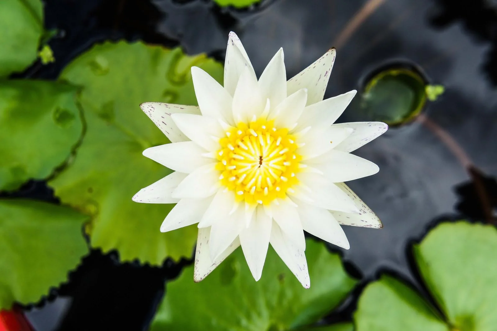 Breoudo 40Pcs Mixed Bowl Lotus Seeds for Planting, Non-GMO Lotus Flower Seeds, High Germination Rate Water Lily Seeds for Planting Home, Garden, Indoor, Outdoor - Image 8
