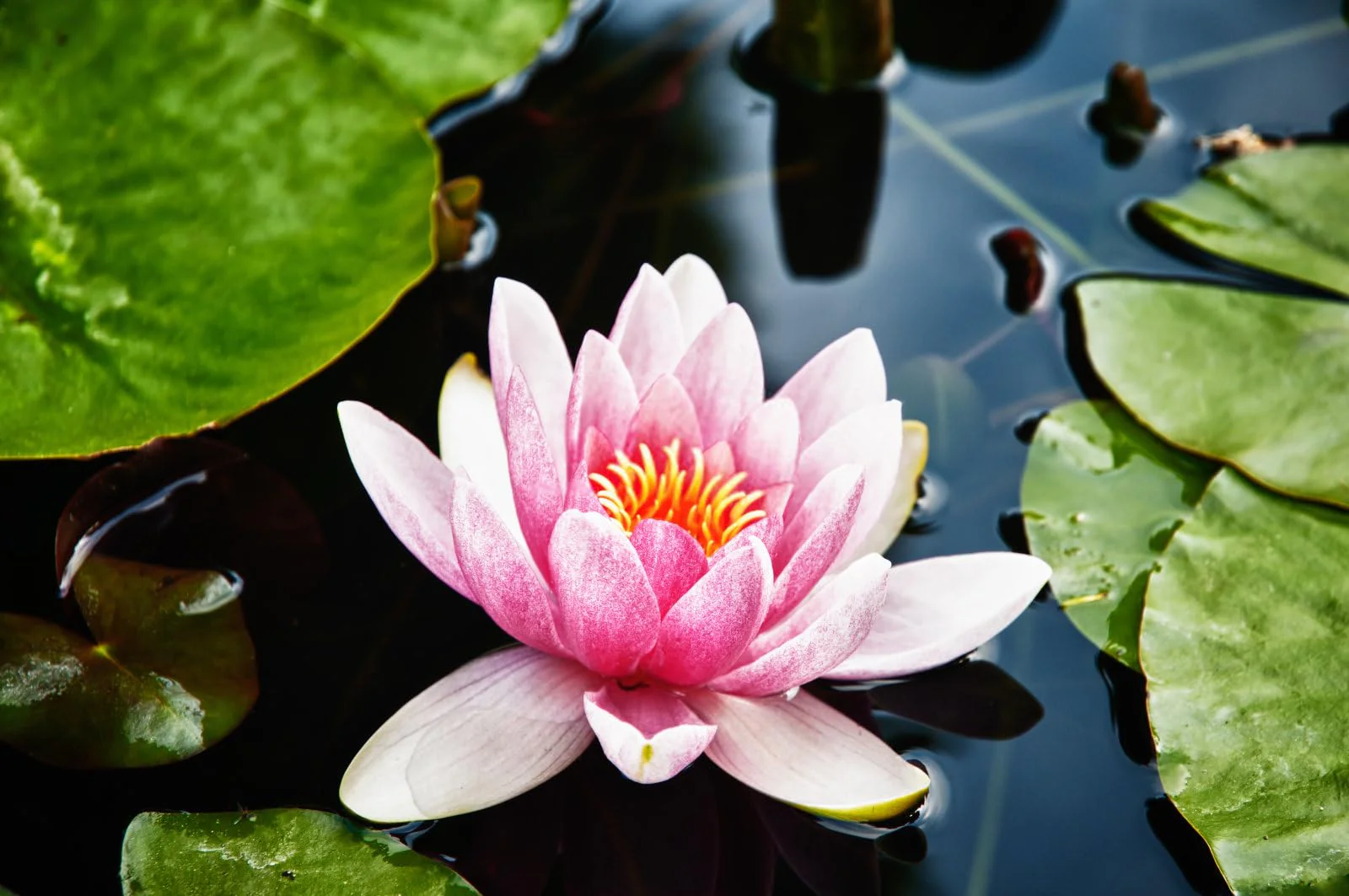 Breoudo 40Pcs Mixed Bowl Lotus Seeds for Planting, Non-GMO Lotus Flower Seeds, High Germination Rate Water Lily Seeds for Planting Home, Garden, Indoor, Outdoor - Image 9
