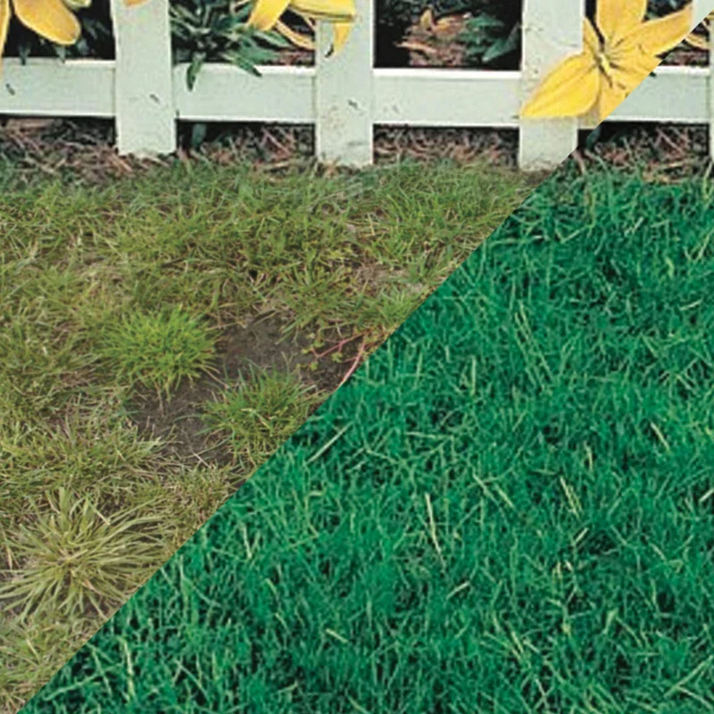 Canada Green Grass Lawn Seed-4 Lbs. Bag - Image 2