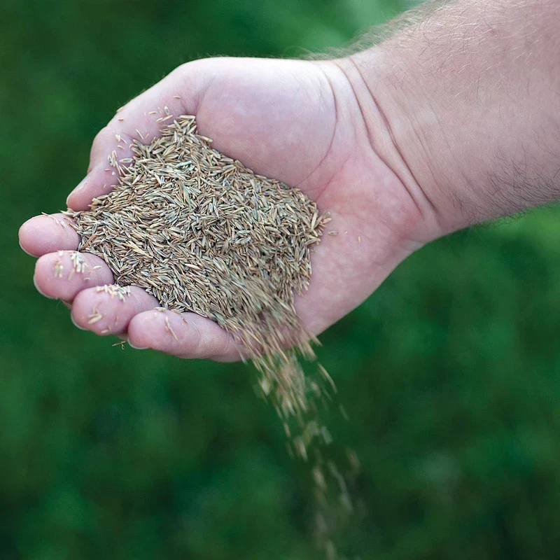 Canada Green Grass Lawn Seed-4 Lbs. Bag - Image 3