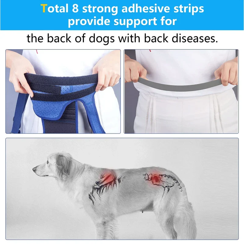 Coodeo Dog Back Brace for Dogs Arthritis, Pet Back Bracer for IVDD, Back Protector Helps Pain Relief, Surgical Recovery and Rehabilitation, Dogs Back Disease Prevention. (Medium) - Image 3