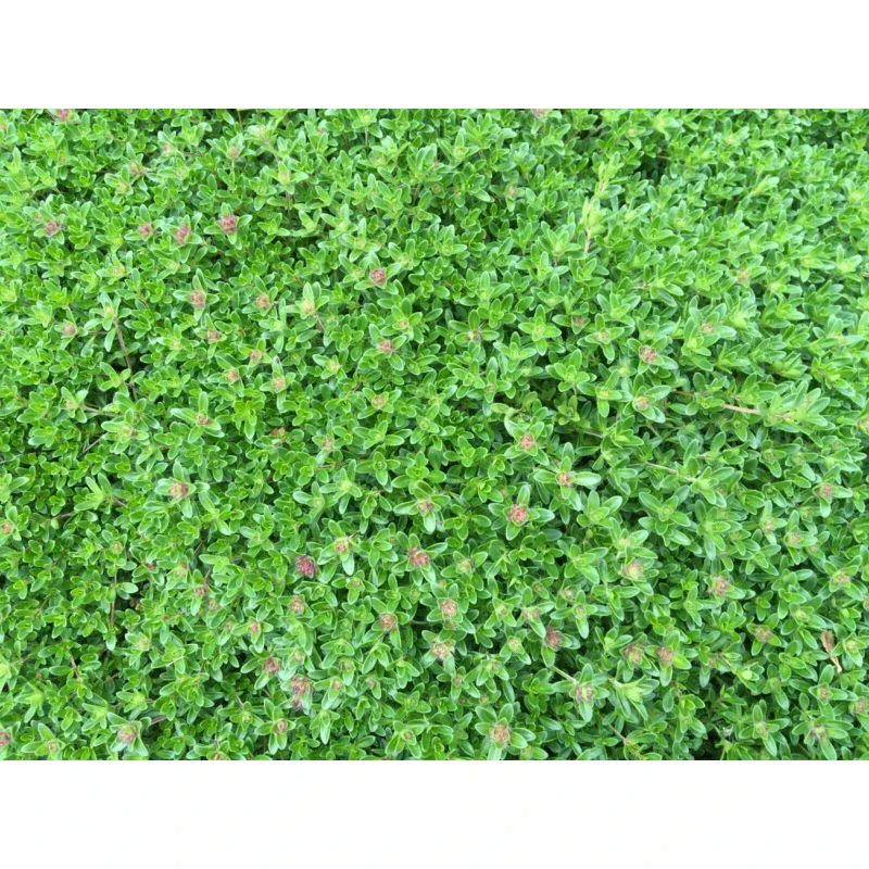 CREEPING ELFIN THYME 5,000 CREEPING ELFIN THYME SEEDS FOR GRASS REPLACEMENT, ROCK GARDENS, ETC.