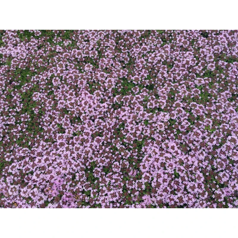 CREEPING ELFIN THYME 5,000 CREEPING ELFIN THYME SEEDS FOR GRASS REPLACEMENT, ROCK GARDENS, ETC. - Image 3