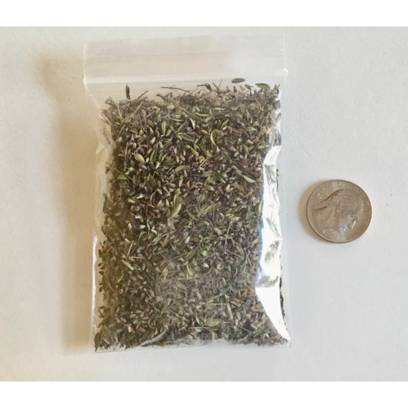 CREEPING ELFIN THYME 5,000 CREEPING ELFIN THYME SEEDS FOR GRASS REPLACEMENT, ROCK GARDENS, ETC. - Image 4