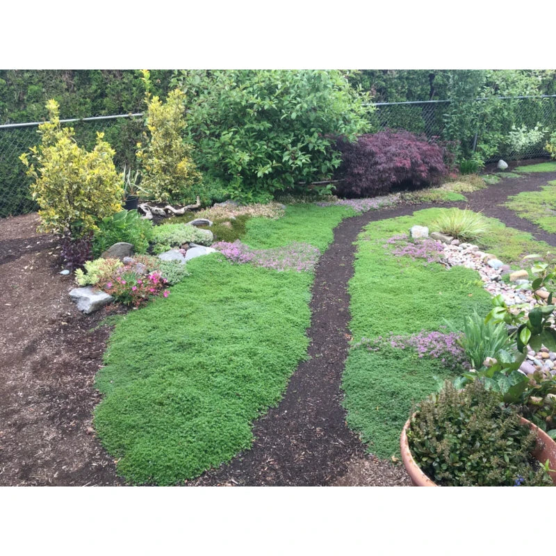 CREEPING ELFIN THYME 5,000 CREEPING ELFIN THYME SEEDS FOR GRASS REPLACEMENT, ROCK GARDENS, ETC. - Image 6
