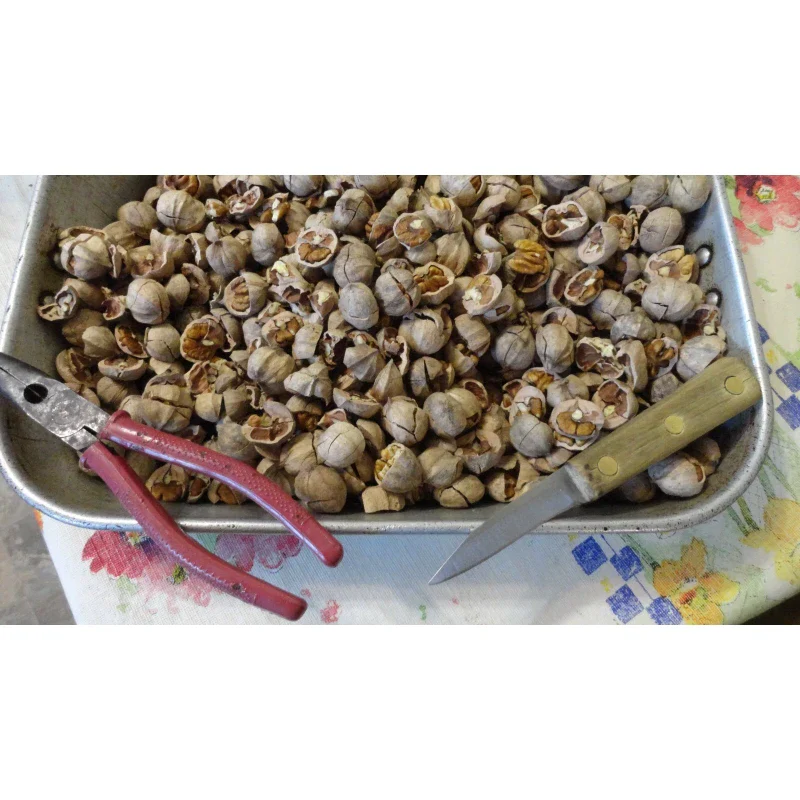 Hickory 2024 NEW CROP NATURAL 1# Wisconsin Shelled Hickory Nuts 1 lb. one pound - Image 6