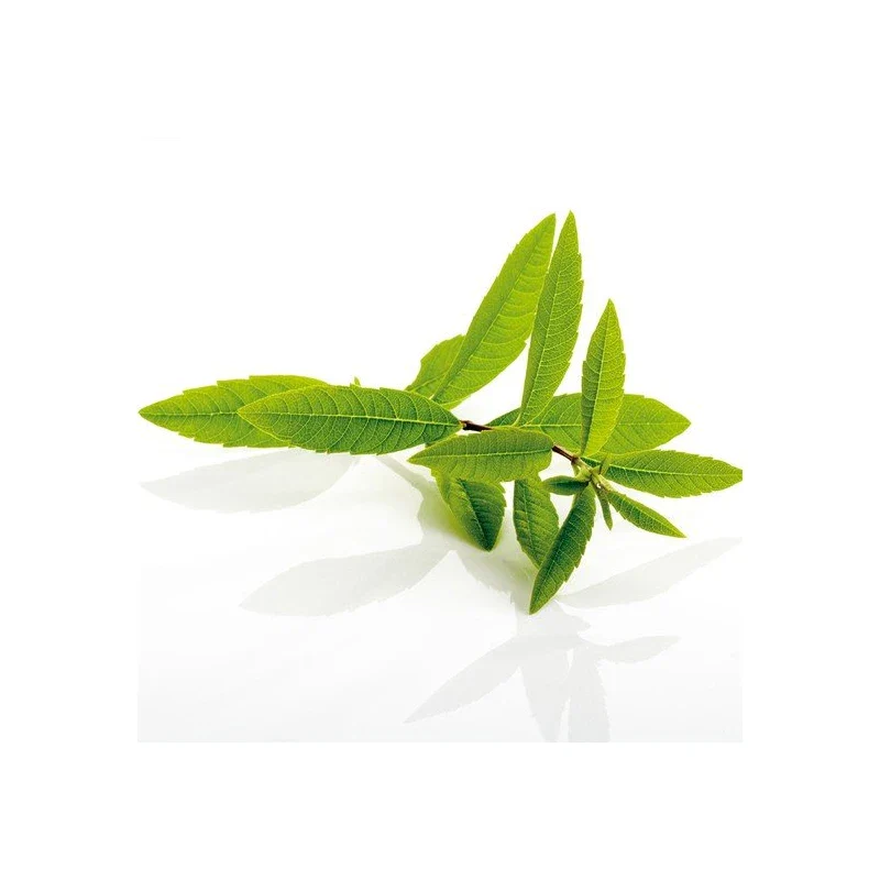Lemon verbena extract complex tablets, 120 tablets (1 box) / 레몬버베나 추출물 복합정 120정 1통 - Image 3