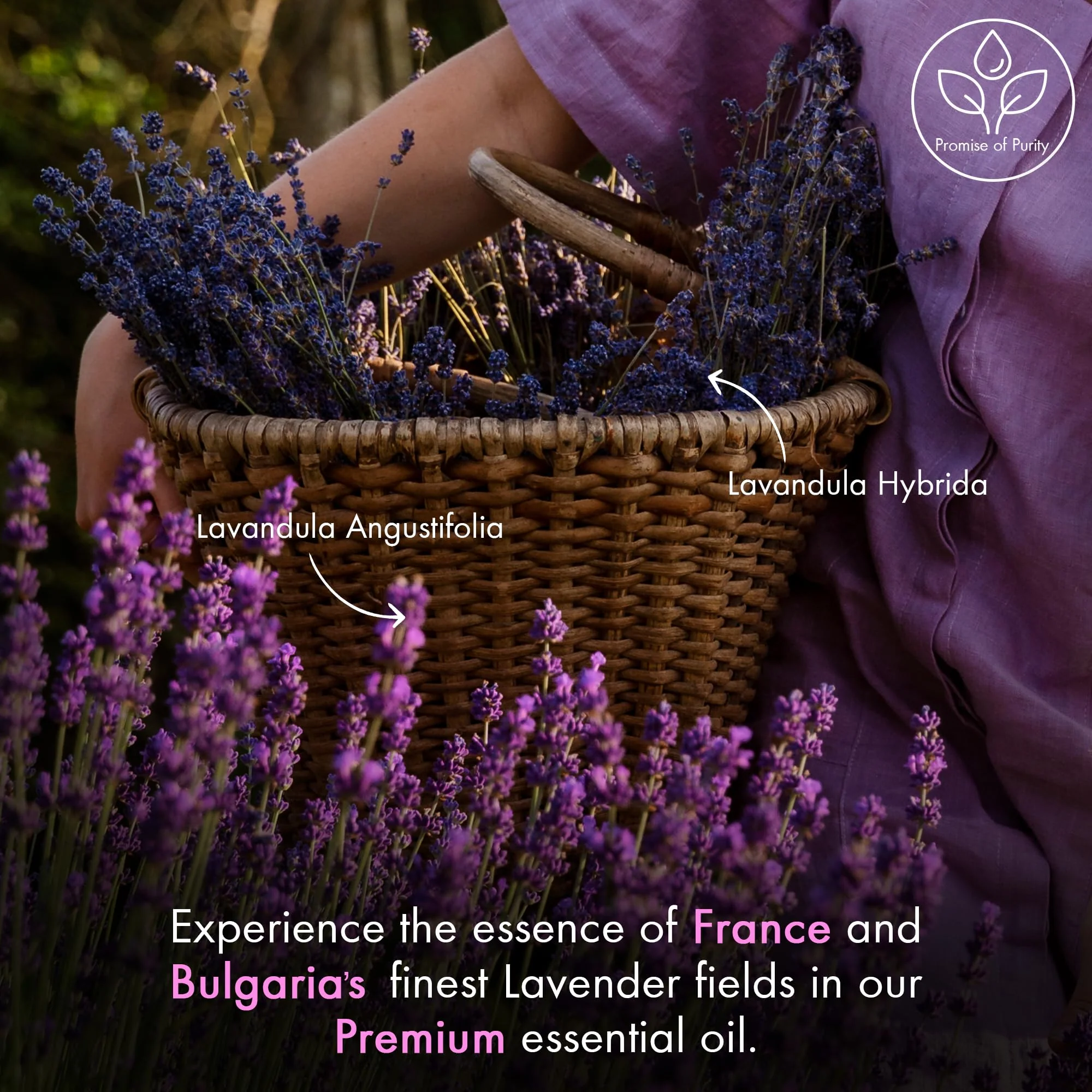 Majestic Pure Lavender Essential Oil | 100% Natural | Premium Grade Essential Oils for Hair Care, Home Diffusers, Skin, Aromatherapy, Massage and Humidifiers | 4 Fl Oz (Pack of 2) - Image 6
