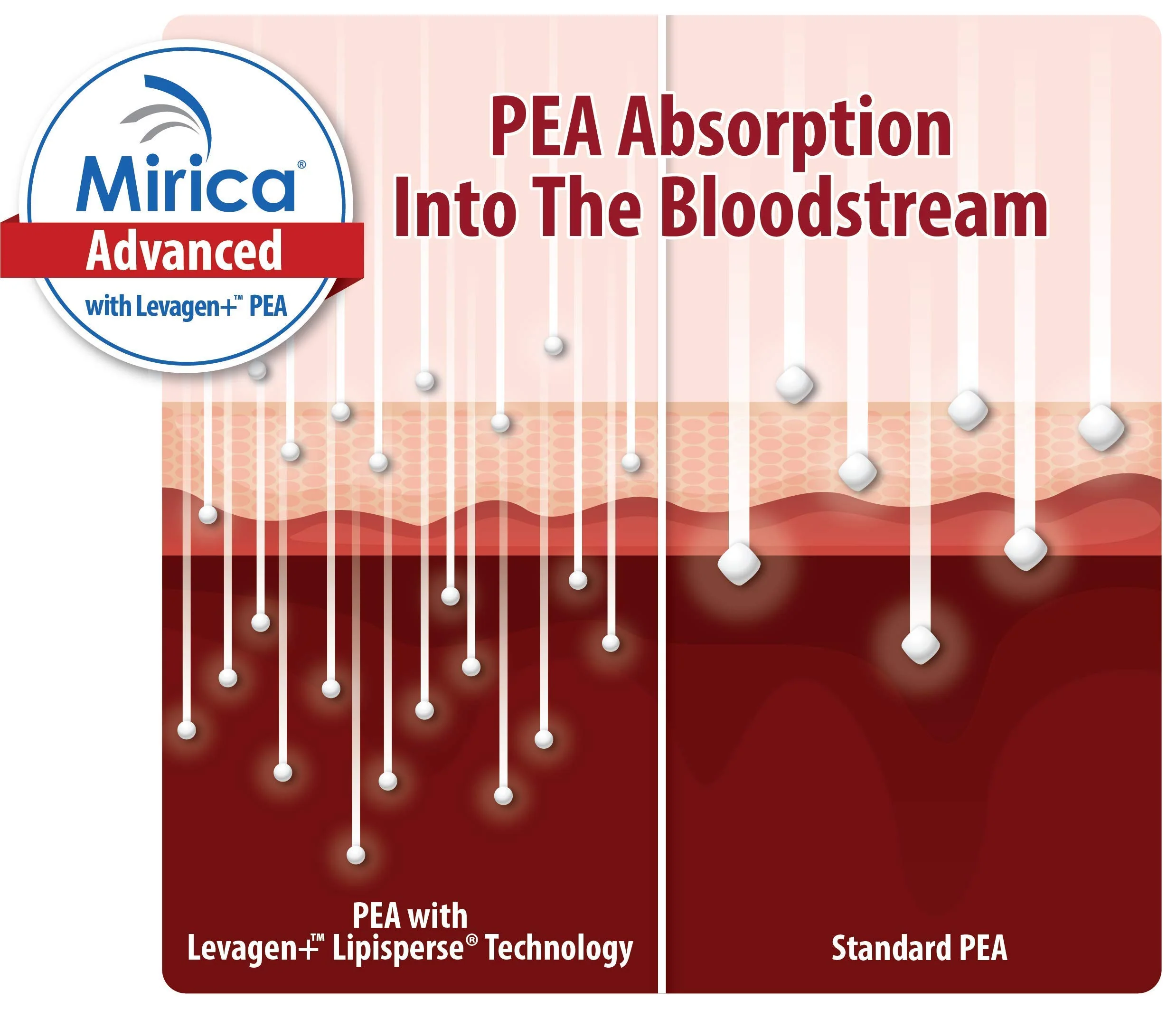 Mirica Advanced - High Absorption Formula, Palmitoylethanolamide (Pea) Luteolin and Polydatin, Nervous System Support Capsule, 60ct - Image 4