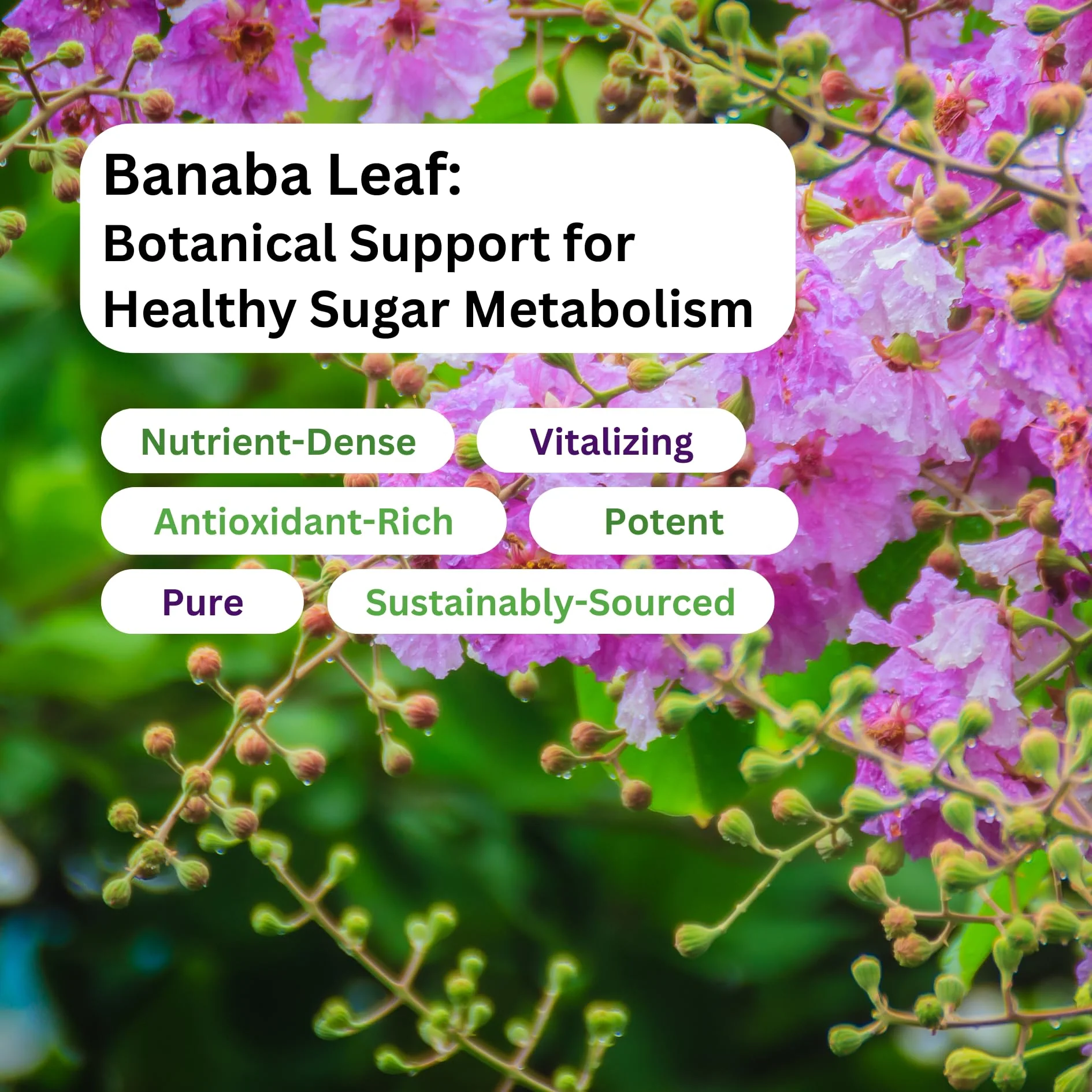 Paradise Herbs, Banaba Leaf, 12:1 Concentrated Extract, 250 mg, Vegan, Gluten-Free, Non-GMO, 180 Capsules - Image 4