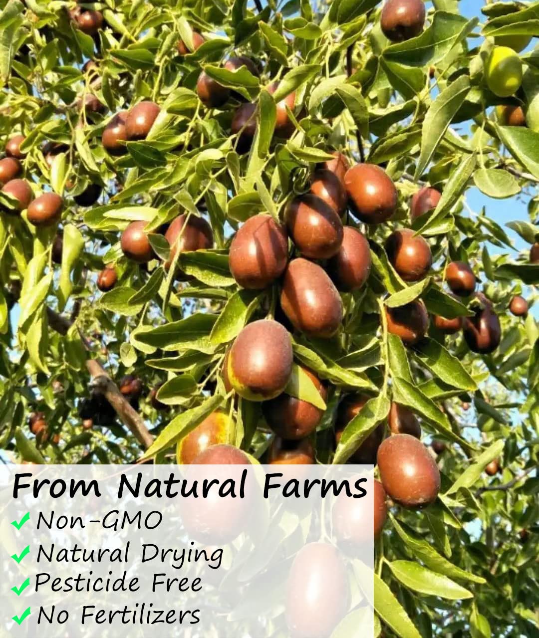 Premium Jujube Red Dates 3LB/1359g,Selected Dried Fruit,Big & Delicious,100% Natural 红枣 - Image 4