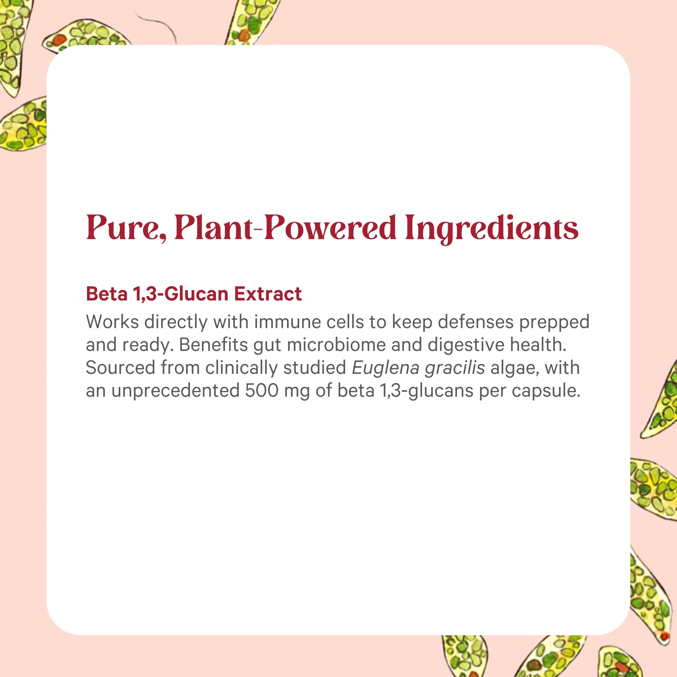 PURE SYNERGY SuperPure Beta 1,3-Glucan Extract | 500 mg Beta 1,3-Glucan Supplement from Algae | Yeast-Free, Non-GMO, Standardized Extract | Supports Immune Health & Digestion (60 Capsules) - Image 3
