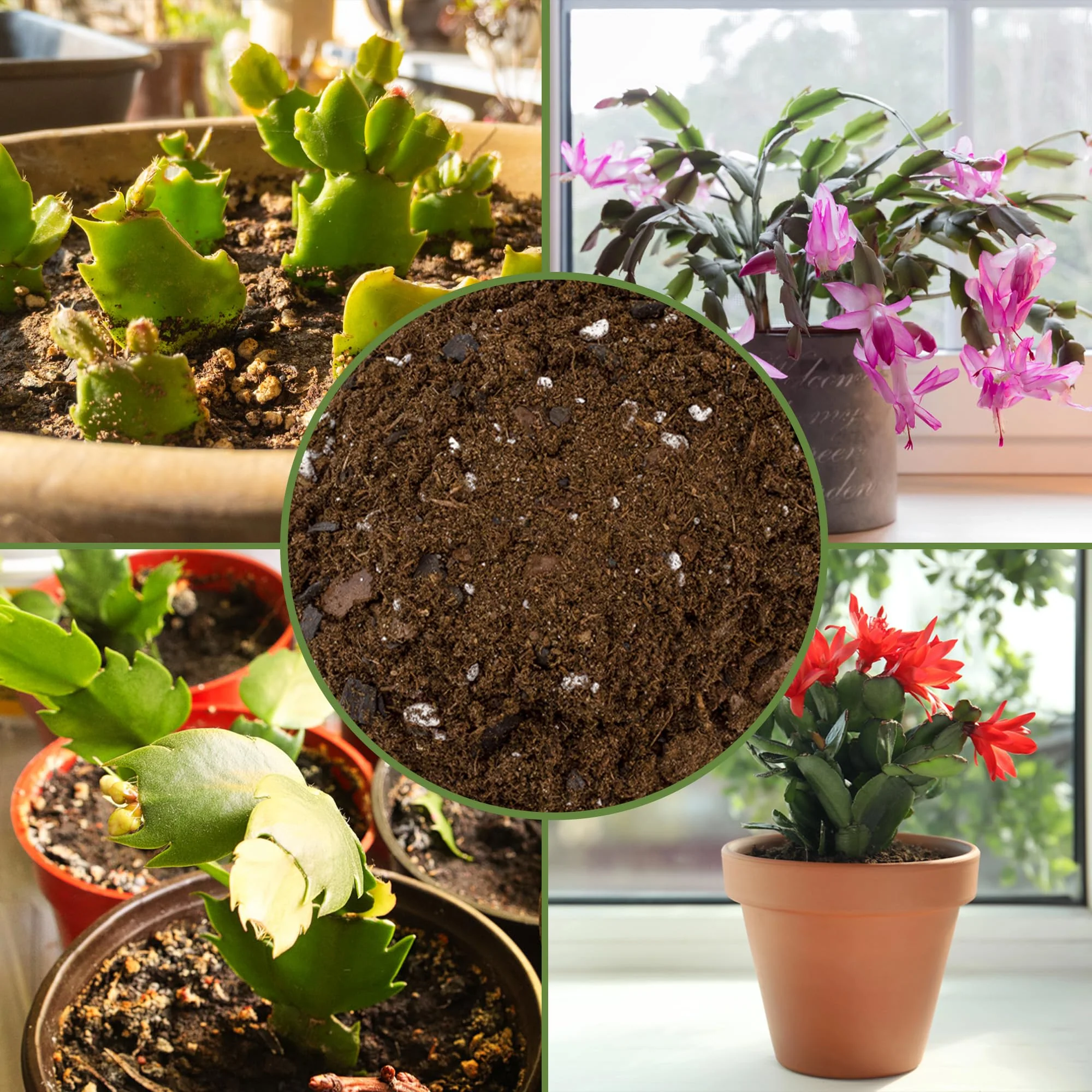 Soil Sunrise Christmas Cactus Potting Soil Mix (8 Quarts) Custom Blend for Xmas, Easter, and Thanksgiving Cactus Tropical Indoor Houseplants - Image 5