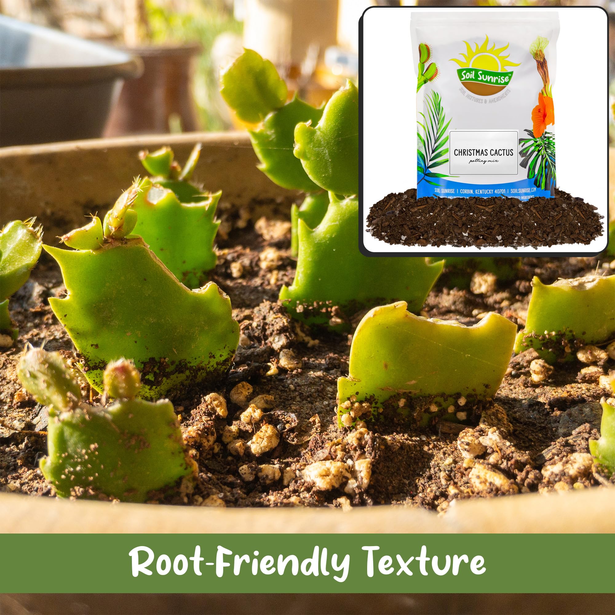 Soil Sunrise Christmas Cactus Potting Soil Mix (8 Quarts) Custom Blend for Xmas, Easter, and Thanksgiving Cactus Tropical Indoor Houseplants - Image 7