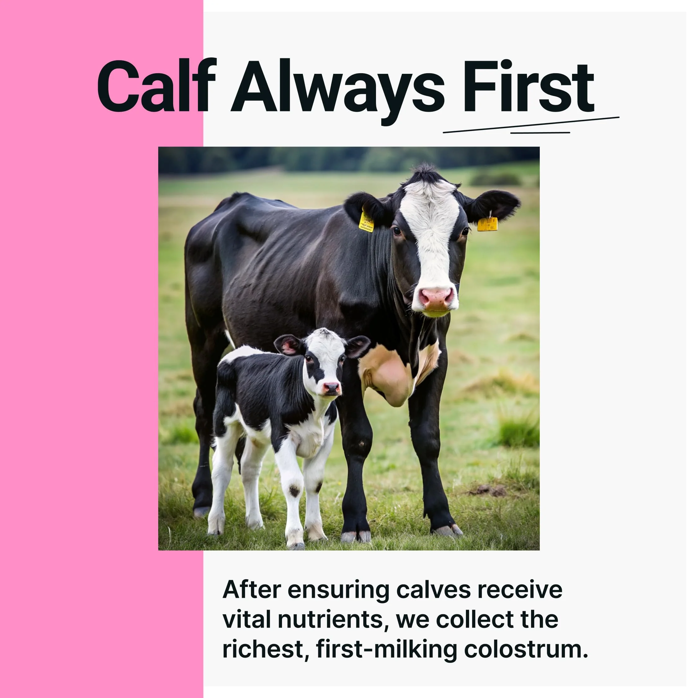 SonoHealth Cowabunga Colostrum - Premium, Pure & Unaltered Colostrum Powder Supplement - for Immune Support, Gut Health, Muscle Recovery & Wellness - Kosher & Halal Certified Calostro - Image 4