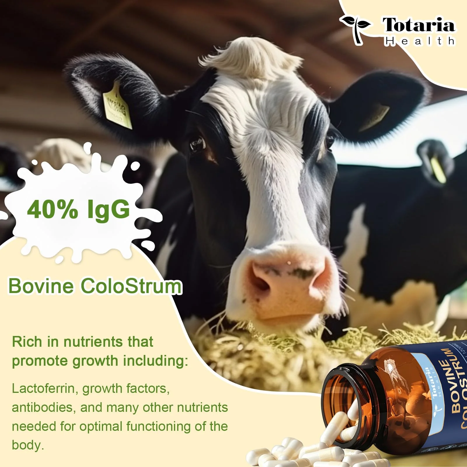 Totaria Bovine Colostrum Supplement Capsules for Gut Health, Hair Growth, Beauty and Immune Support - USA Farm Grass Fed - No Fillers, GMP Certified Calostro Bovino para Adultos Organico, 60 Servings - Image 9