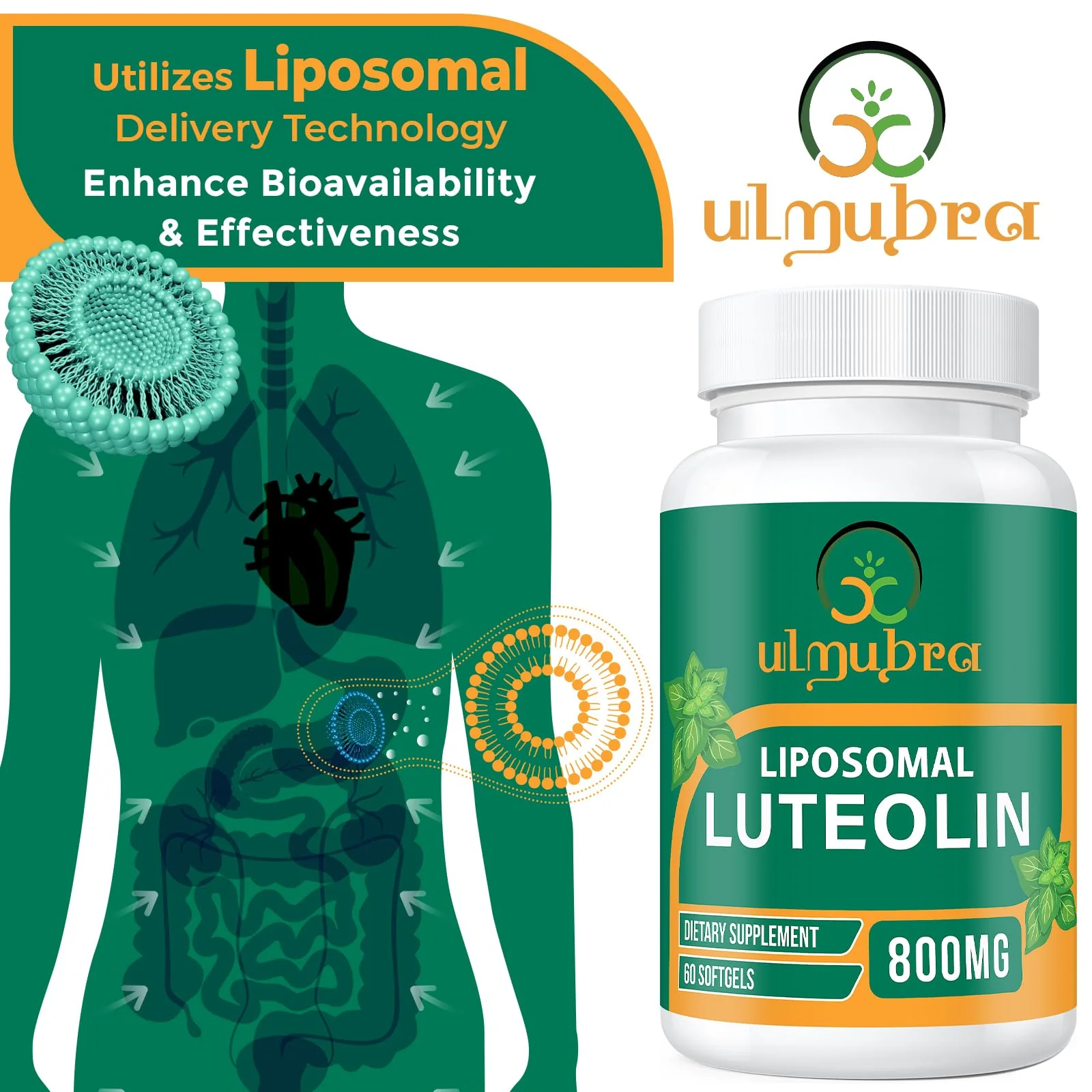 Ulmubra 800 MG Liposomal Luteolin Supplement - Maximum Absorption, Premium Antioxidant Supplement for Brain & Overall Well-Being, 60 Softgels - 30-Day Supply - Image 5